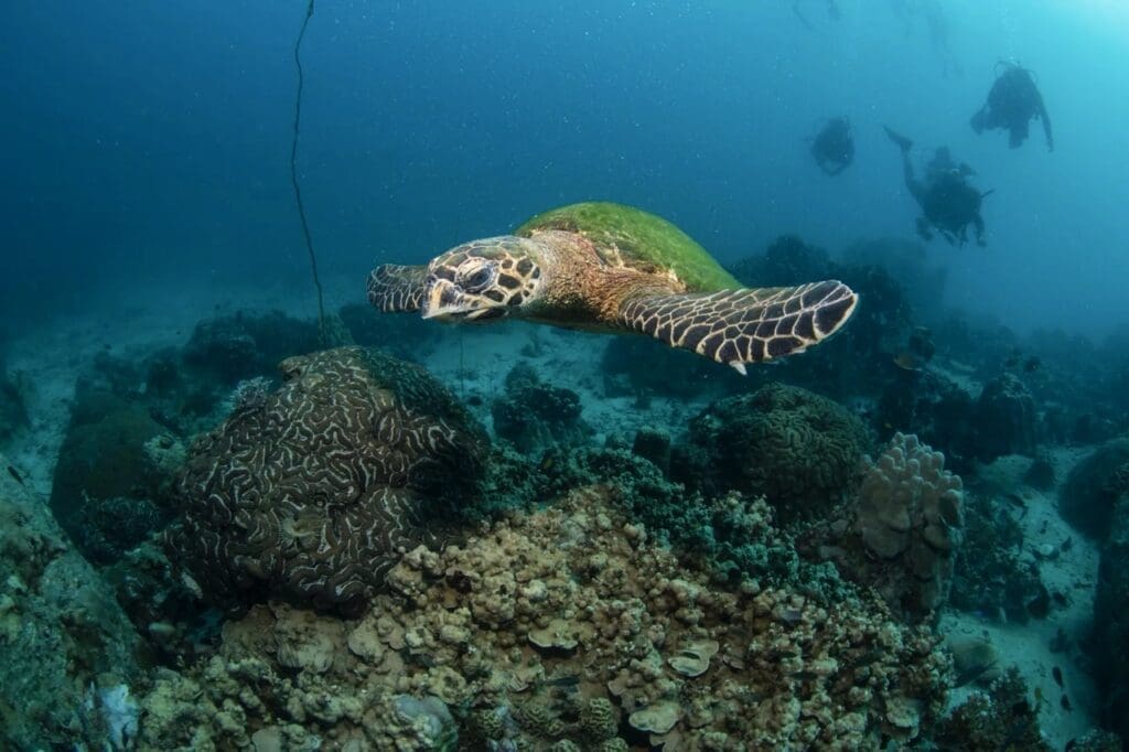 Chance to encounter a wide range of marine life