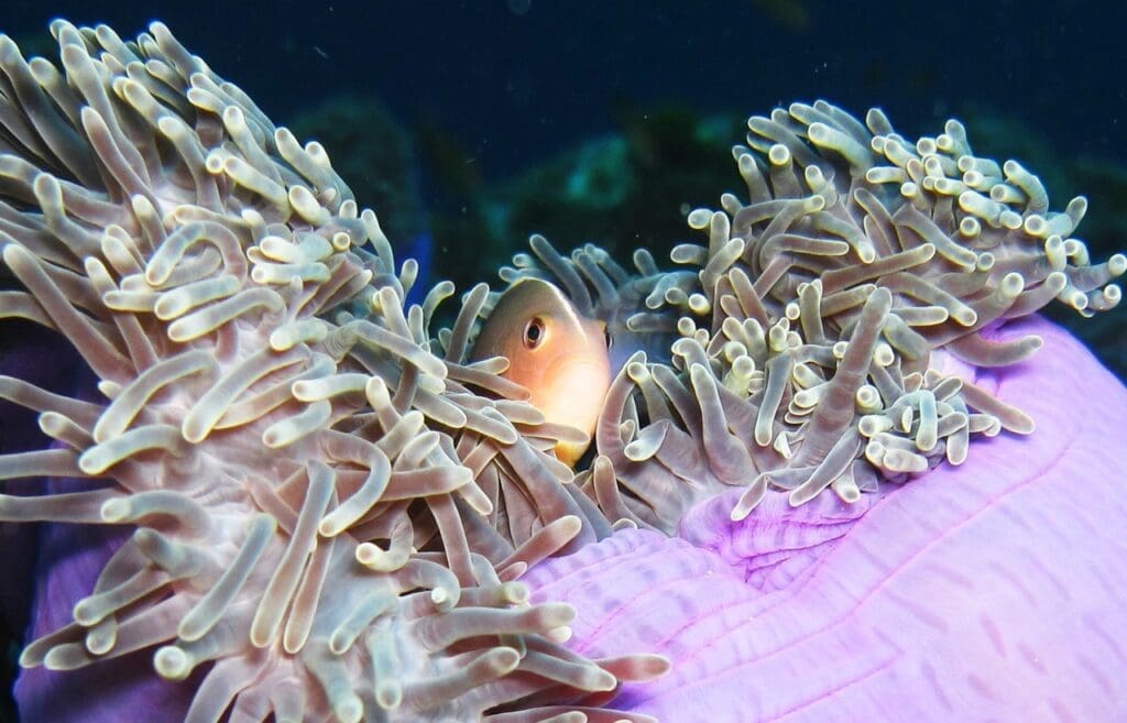 Clownfish are one of the most recognized inhabitants of Koh Tao's reefs