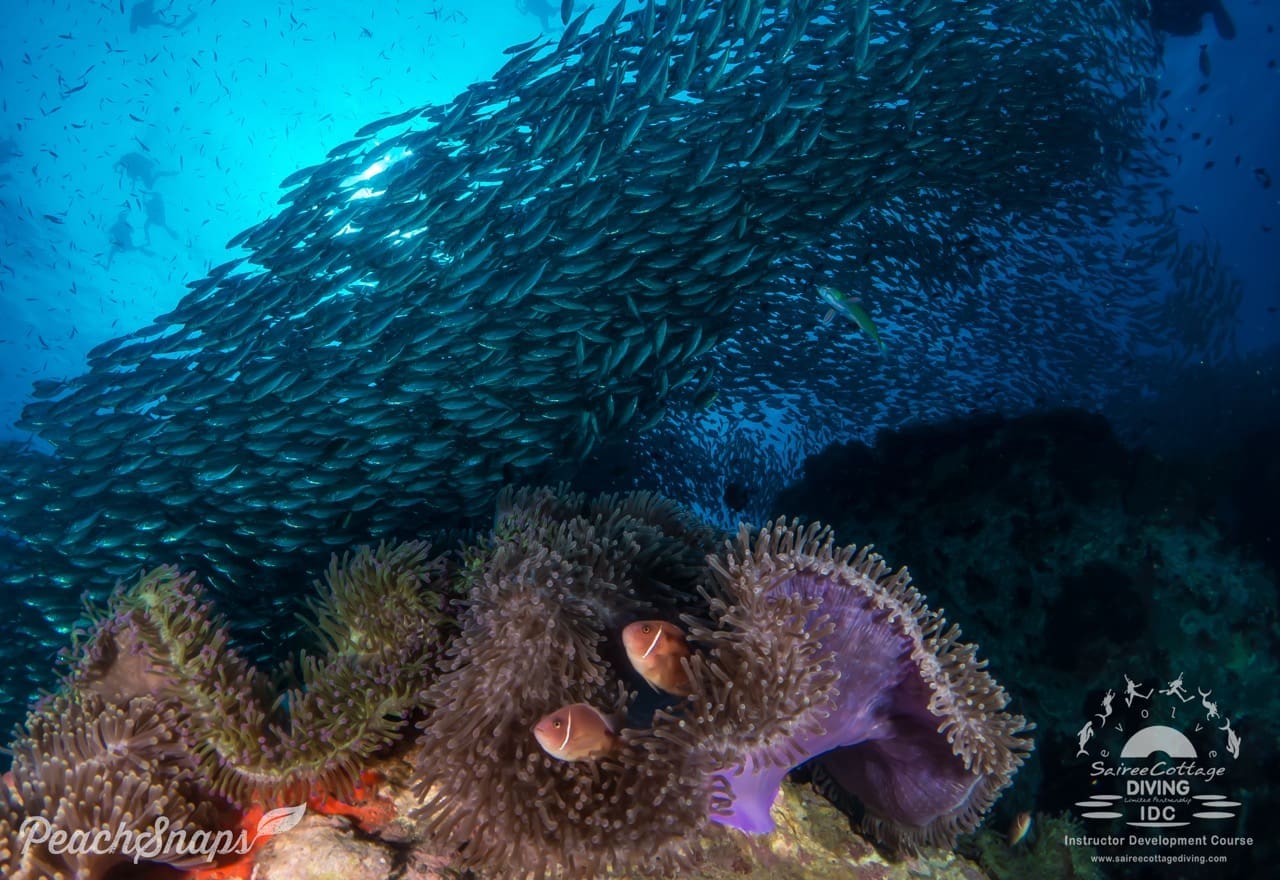 Discover Koh Tao: Ultimate Dive Site Guide