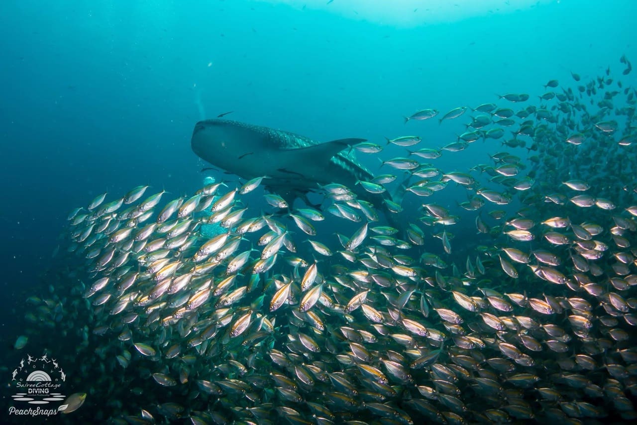 Exploring Koh Tao's Vibrant Marine Life