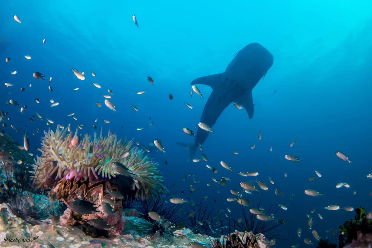 Exploring the Best Dive Sites in Koh Tao