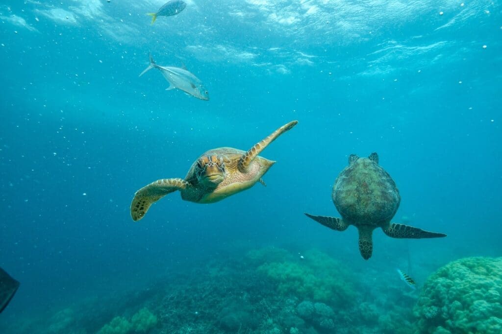 Two green turtle in the  barrier reef