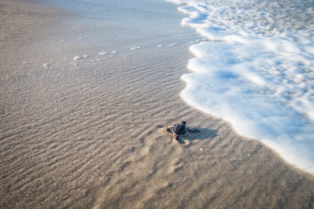 Turtle Release Festival
