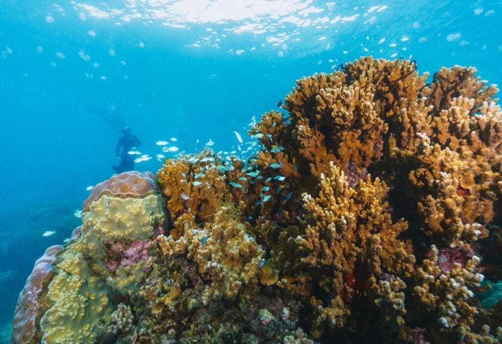Koh Tao is famous for its affordable and high-quality diving courses