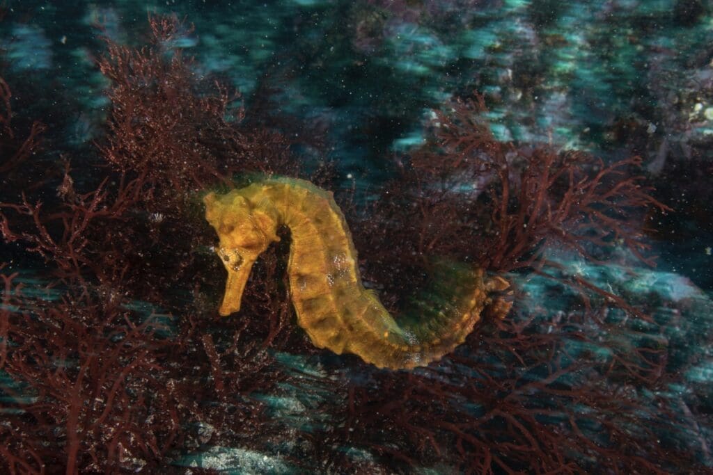 Seahorses