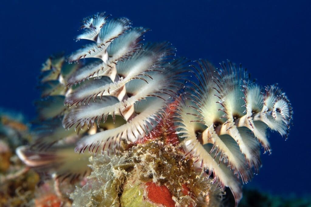 Tubeworms play a vital role in maintaining water quality and clarity
